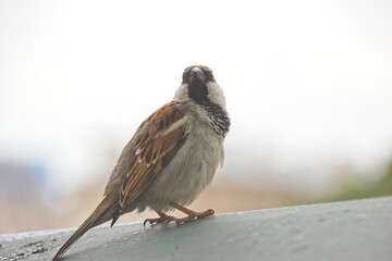 sparrow on the roof