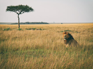 Naklejka premium Vintage photography style of male lion, wild life in Maasai Mara National park, Kenya, selected focus.