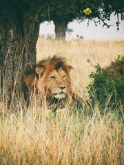 Vintage photography style of male lion, wild life in Maasai Mara National park, Kenya, selected focus.