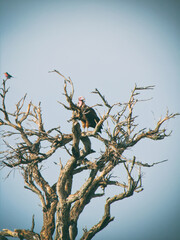 Vintage photography style of Vulture on the tree, wild life in Maasai Mara National park, Kenya, selected focus.