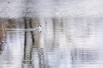 swan on the lake
