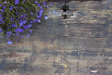 flowers in the garden © AncutaCh