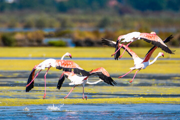 A flock of flamingos in flight photographed in an abandoned salt pans of Ulcinj in Montenegro - obrazy, fototapety, plakaty
