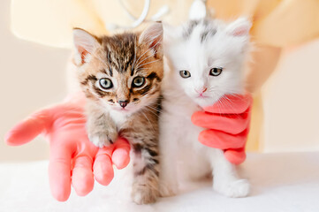 A veterinarian is preparing to examine two kittens. Cubs of cats in the veterinary clinic. Veterinary medicine for pets and cats