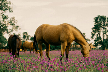 Fotografía 35mm de unos caballos 