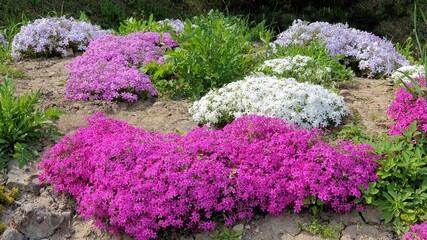flowers floral background colorful picture beautiful flower generic vegetation summer nature © Vladyslava