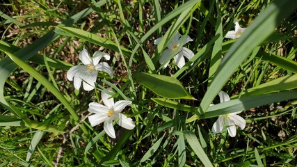 Obraz premium flowers floral background colorful picture beautiful flower generic vegetation summer nature