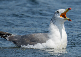 Seagull, portrait of a seagull.