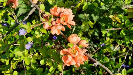 flowers floral background colorful picture beautiful flower generic vegetation summer nature