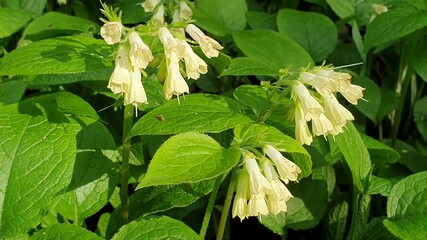 flowers floral background colorful picture beautiful flower generic vegetation summer nature © Vladyslava