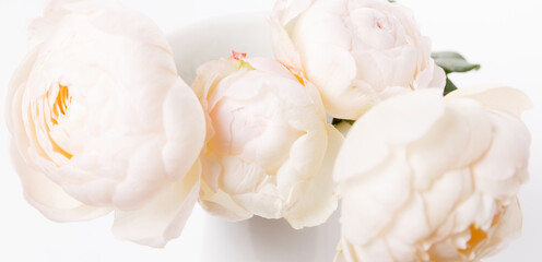 Romantic banner, delicate white roses flowers close-up. Fragrant crem pink petals