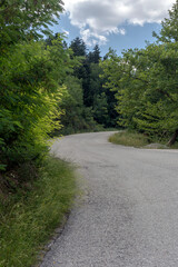 Plakat Country road in a mountain forest (Peloponnese, Greece)