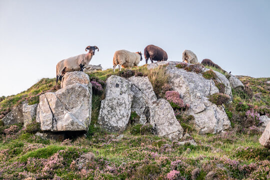 Sheep at the viewpoint between Marmeelan and Crohy Head, Dungloe - County Donegal - Ireland.
