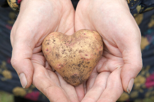 Close up image of the woman hands, holding the freshly harvested home grown heart-shaped organic potato