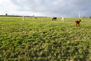 Alpaka Herde auf Weide im Winter