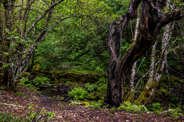 Fototapeta premium Old dead tree remains standing among a humid and lush forest in O Courel, Galicia