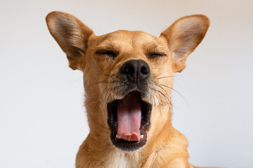Funny dog yawning. Head of a mixed-breed fawn dog facing the camera with mouth wide open showing tongue and eyes closed isolated against a white background