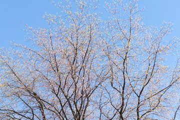 Fototapeta na wymiar tree branches against the blue sky