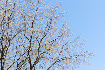 Fototapeta na wymiar tree branches against the blue sky