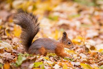 Naklejka na ściany i meble squirrel in autumn , yellow park with fallen leaves, concept autumn nature preparation for winter, redhead little beast in the forest