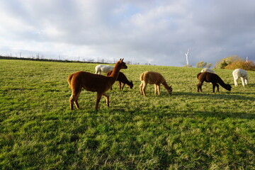 Alpaka Herde grast auf Weide im Winter