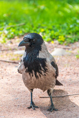 Black crow walks on green lawn. Raven on grass. Wild bird on meadow.