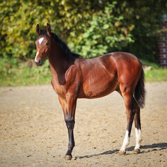 Horse foal in full body portraits from the side looking towards the camera..