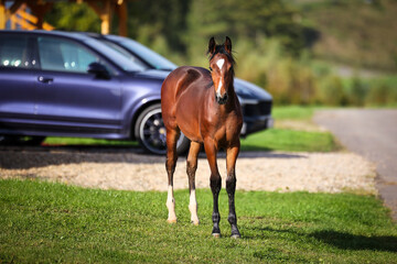 Horse foal in full body portraits on a meadow with a view towards the camera, cars parked in the...