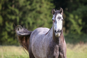 Obraz premium Horse stallion Andalusian in portraits from the front on the pasture with plaited forelock with attentive look..