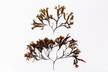 Fucus seaweed isolated on white background. Baltic sea. Latvia, © Olga Ionina