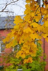 Autumn scenery in Suzdal, Russia