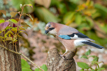 Jay on a branch
