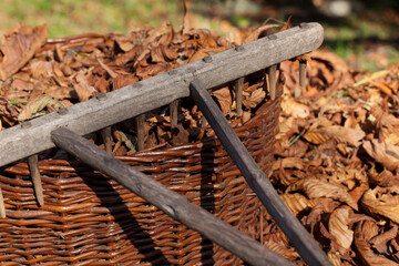 An old wooden rake lying on a wicker basket filled with withered chestnut leaves.