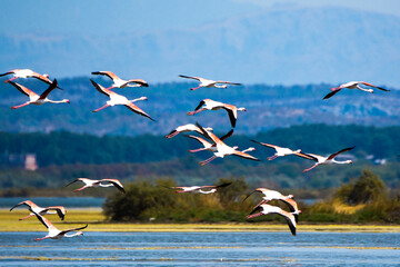 A flock of flamingos in flight photographed in an abandoned salt pans of Ulcinj in Montenegro
