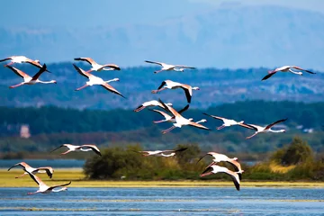 Gardinen A flock of flamingos in flight photographed in an abandoned salt pans of Ulcinj in Montenegro © Lukas