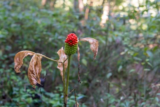 秋にマムシグサ（Arisaema serratum）の実が赤くなった風景
