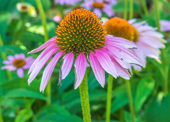 Échinacée en fleur à Mane, Alpes-de-Haute-Provence, France