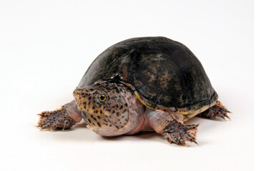 Kleine Moschusschildkröte // Loggerhead musk turtle (Sternotherus minor)