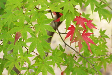 半分赤く染まったもみじの葉　紅葉のはじまり