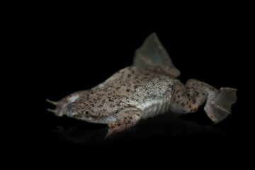Parva's Venezuela toad, Pipa parva, isolated on white