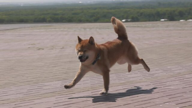 Curious Shiba Inu dog runnig and playing. Happy cute funny puppy play he game and have good time