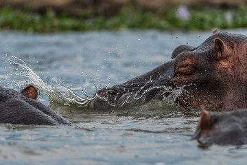 Fototapeta premium Hippopotamus - Hippopotamus amphibius, popular large mammal from African rivers and lakes, Queen Elizabeth National Park, Uganda.