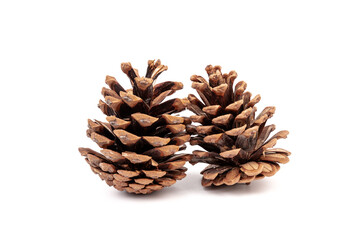 Pine cones isolated on a white background, photography