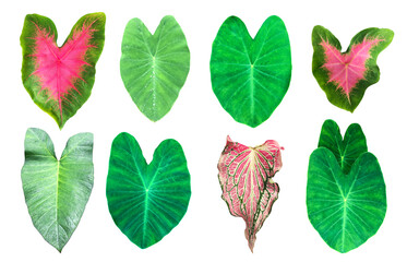 Isolated tropical elephant ear leaf or taro leaf and heart of Jesus leaf with clipping paths.