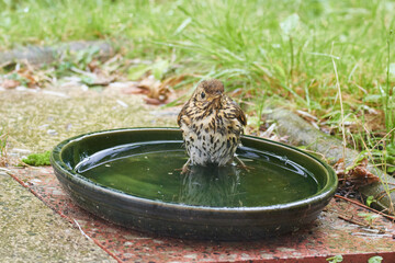 Diesjährige Singdrossel (Turdus philomelos) beim baden	