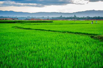 Fototapeta premium green rice field in Binh Dinh, Viet Nam
