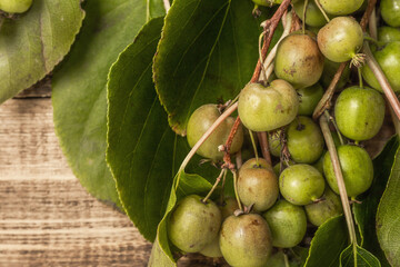 Ripe Actinidia arguta or kiwi on wooden boards background