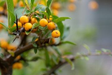 Beeren im Herbst