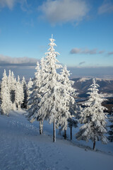 amazing winter landscape with snowy fir trees