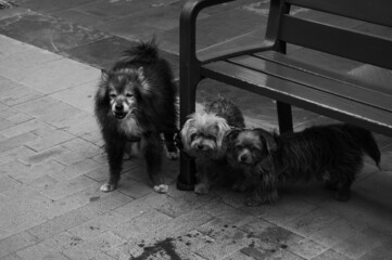 Pablo P&eacute;rez L&oacute;pez